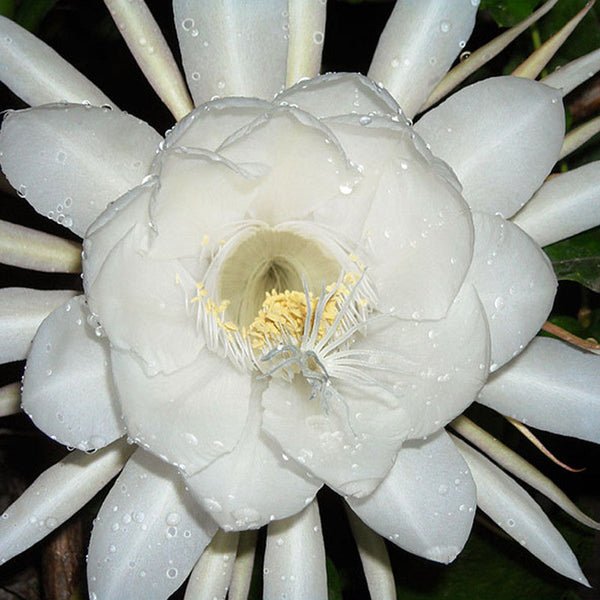 Brahma Kamal / Queen Of The Night - Flowering Plants - Premium Flowering Plants from Plantparadise - Just $490.00! Shop now at Plantparadise