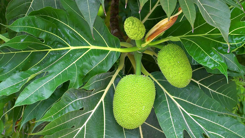 Bread Fruit/Jack fruit Curry Panasa - Fruit Plants & Tree | Best Price ...