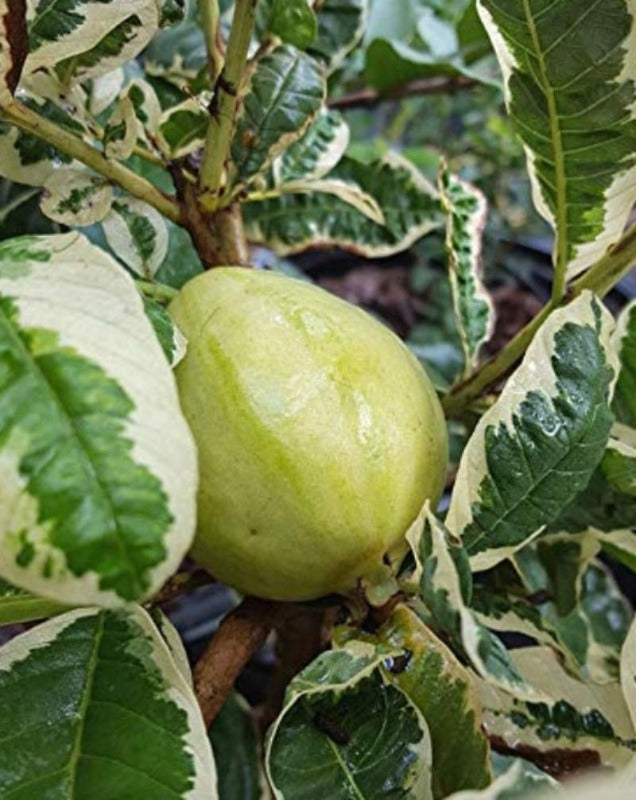 Guava Variegata (Grafted) - Fruit Plants & Trees - Premium Fruit Plants & Tree from Exotic Flora - Just $375.0! Shop now at Plantparadise