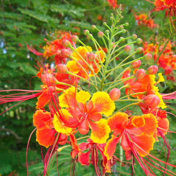 Caesalpinia/Shankasur Red - Flowering Shrubs - Premium Flowering Shrubs from Plantparadise - Just $850.00! Shop now at Plantparadise