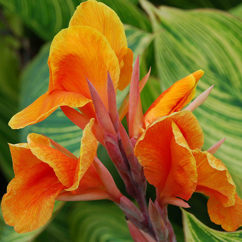 Cannas Dwarf Orange - Flowering Plants - Premium Flowering Plants from Plantparadise - Just $540.00! Shop now at Plantparadise