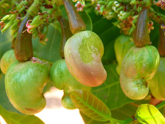 Cashew nut plants - Premium Fruit Plants & Tree from Plantparadise - Just $750.00! Shop now at Plantparadise