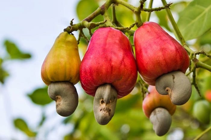 Cashew Nut Tree(Grafted)-Fruit Plants & Tree - Premium Fruit Plants & Tree from Plantparadise - Just $750.00! Shop now at Plantparadise