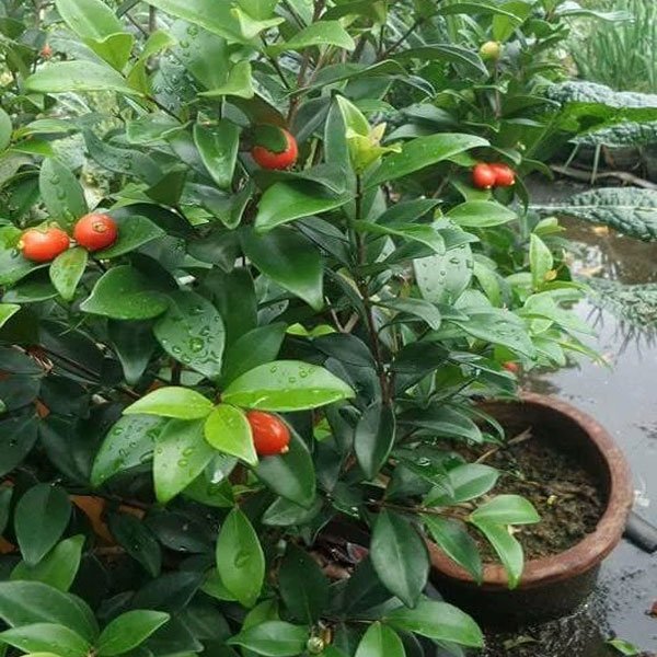 Cedar Bay Cherries - Premium Fruit Plants from Plantparadise - Just $790.00! Shop now at Plantparadise