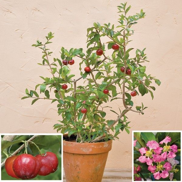 Barbados Cherry Fruit plant - Premium Fruit Plants from Plantparadise - Just $350.00! Shop now at Plantparadise