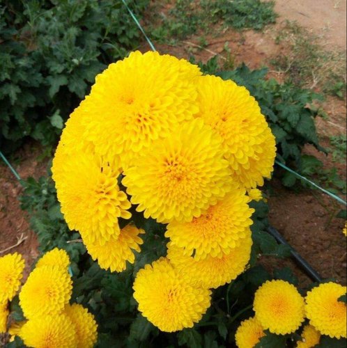 Chrysanthemum marigold - Seasonal Plants|Garden Delight All Year - Premium Flowering Plants from Plantparadise - Just $560! Shop now at Plantparadise