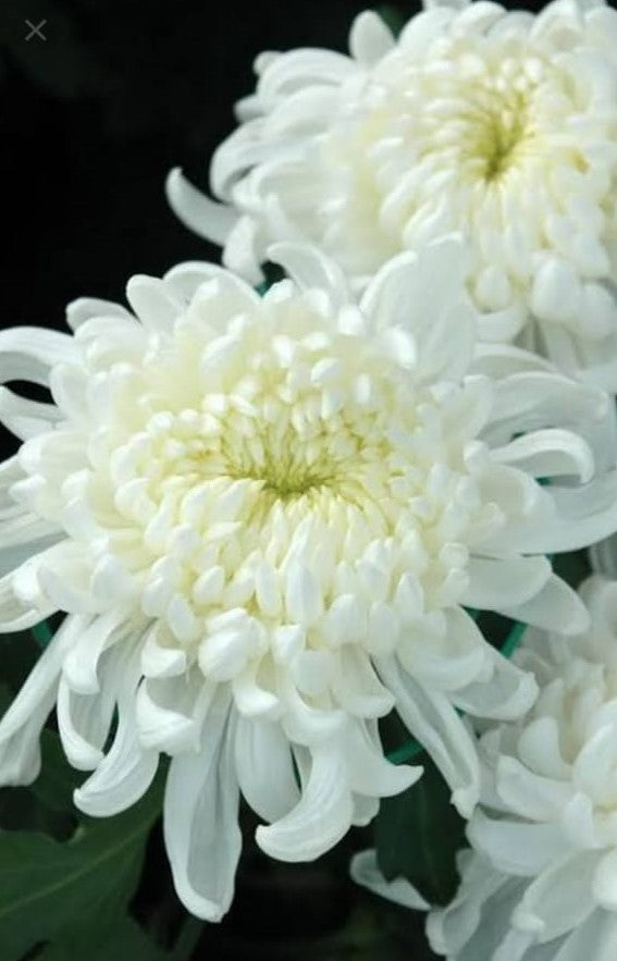 Chrysanthemum star white - Seasonals|"Chrysanthemum Star White: A Timeless Flourish for Every Season - Premium Flowering Plants from Plantparadise - Just $580! Shop now at Plantparadise