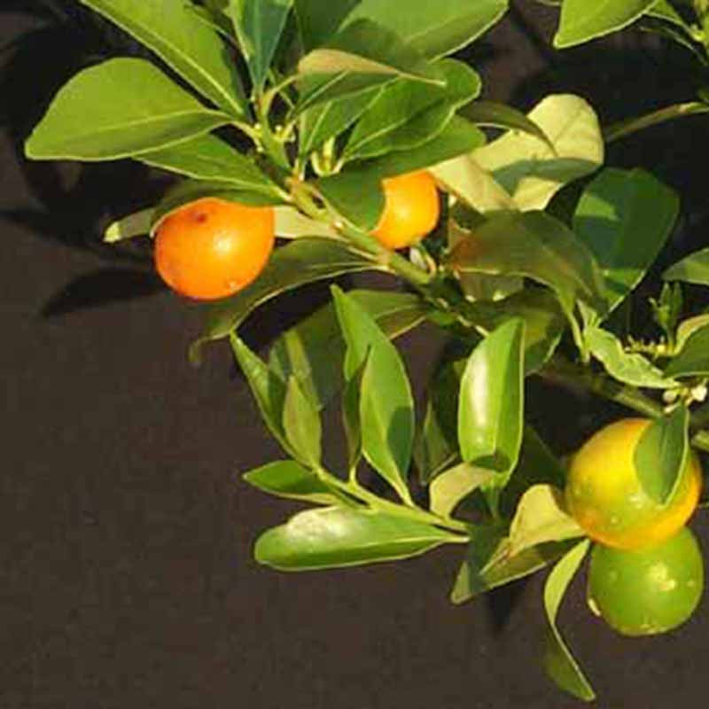 Sweet Lemon / Kumquat(Grafted) - Fruit Plants & Tree - Premium Fruit Plants & Tree from Plantparadise - Just $490.00! Shop now at Plantparadise