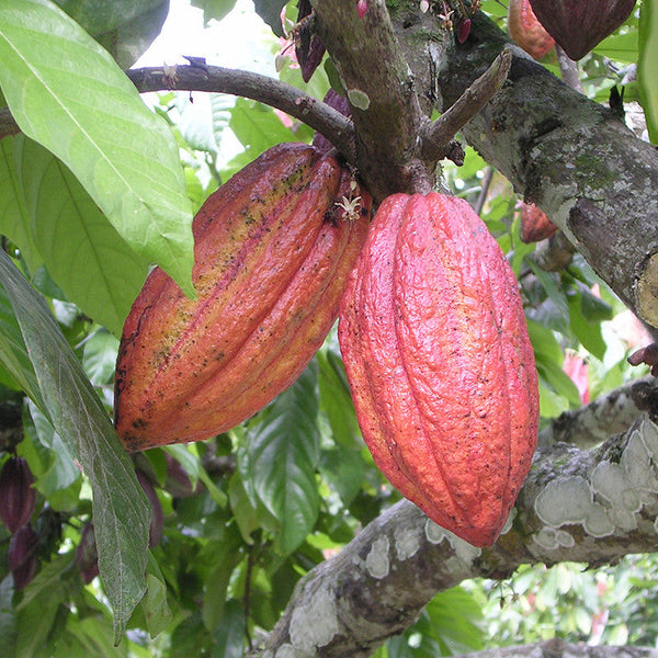 Cocoa/Cacao Fruit - Fruit Plants & Plantation crops - Premium Fruit Plants & Tree from Plantparadise - Just $520.00! Shop now at Plantparadise