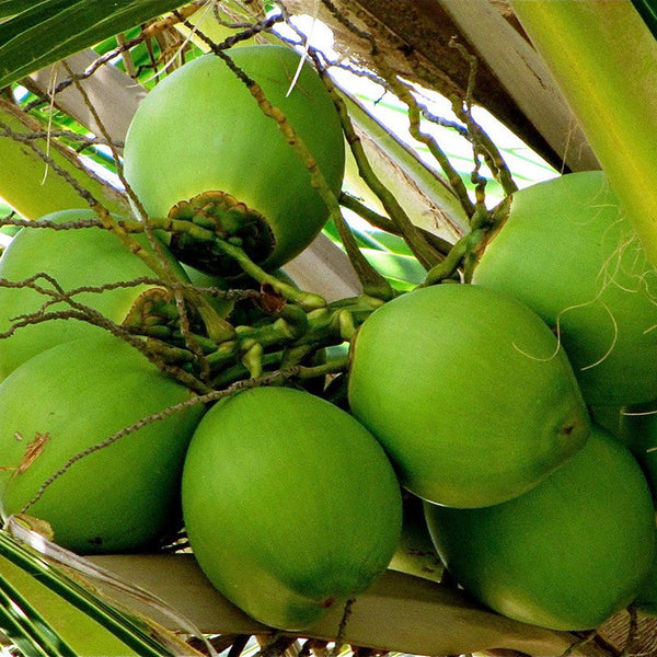 Coconut-Hybrid- Fruit Plants & Tree - Premium Fruit Plants & Tree from Plantparadise - Just $800.0! Shop now at Plantparadise