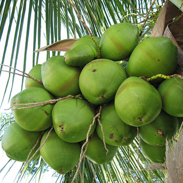 COCONUT - GANGA BONDAM - Fruit Plants - Premium Fruit Plants & Tree from Plantparadise - Just $800.0! Shop now at Plantparadise