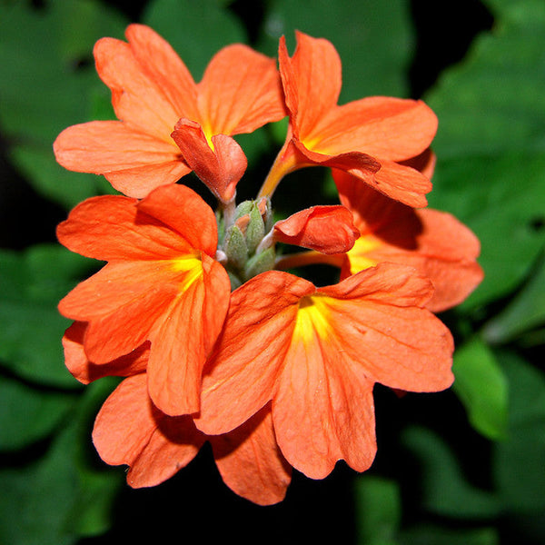 Crossandra soundarya - Flowering Plants - Premium Flowering Plants from Plantparadise - Just $650.00! Shop now at Plantparadise