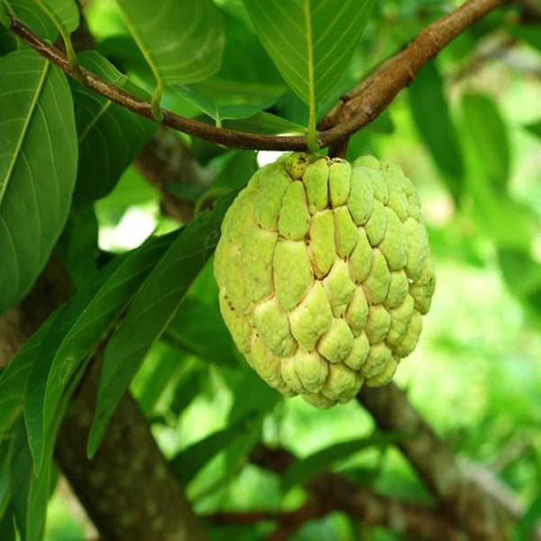 Custard Apple Gold(Grafted) - Fruit Plants & Tree - Premium Fruit Plants & Tree from Plantparadise - Just $430.0! Shop now at Plantparadise