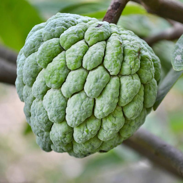 Custard Apple Balanagar (Grafted) - Fruit Plants & Tree - Premium Fruit Plants & Tree from Plantparadise - Just $450.0! Shop now at Plantparadise