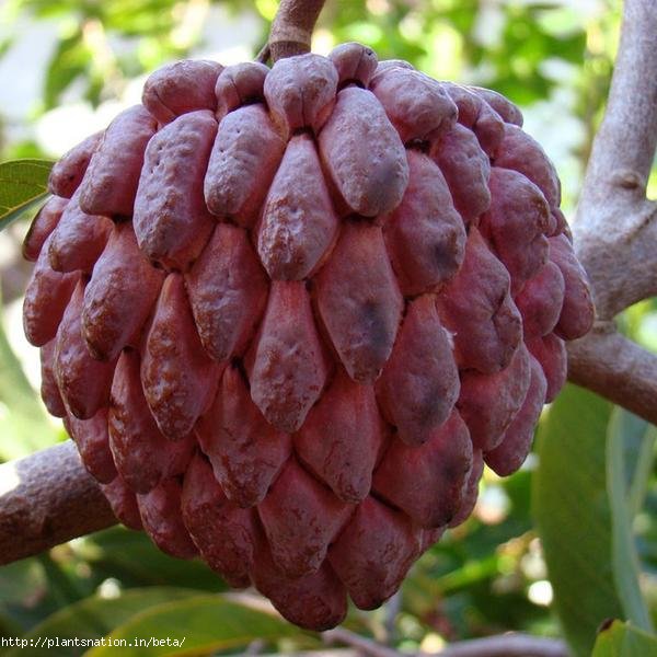 Custard Apple Red(Grafted) - Fruit Plants & Tree - Premium Fruit Plants & Tree from Plantparadise - Just $600.0! Shop now at Plantparadise