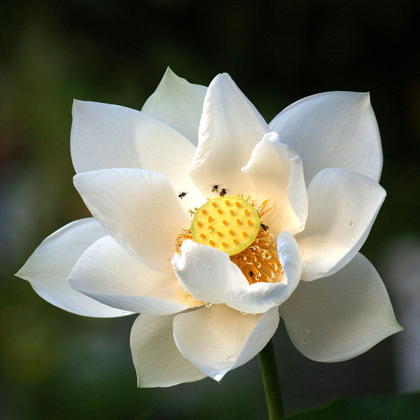 Lotus White - Aquatic Plants - Premium Aquatic Plants from Plantparadise - Just $1001.00! Shop now at Plantparadise