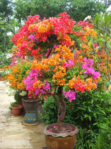 Multi Grafted Bougainvillea Plant (6-7 Colour) - Premium Flowering Plants from Plantparadise - Just $1099.0! Shop now at Plantparadise