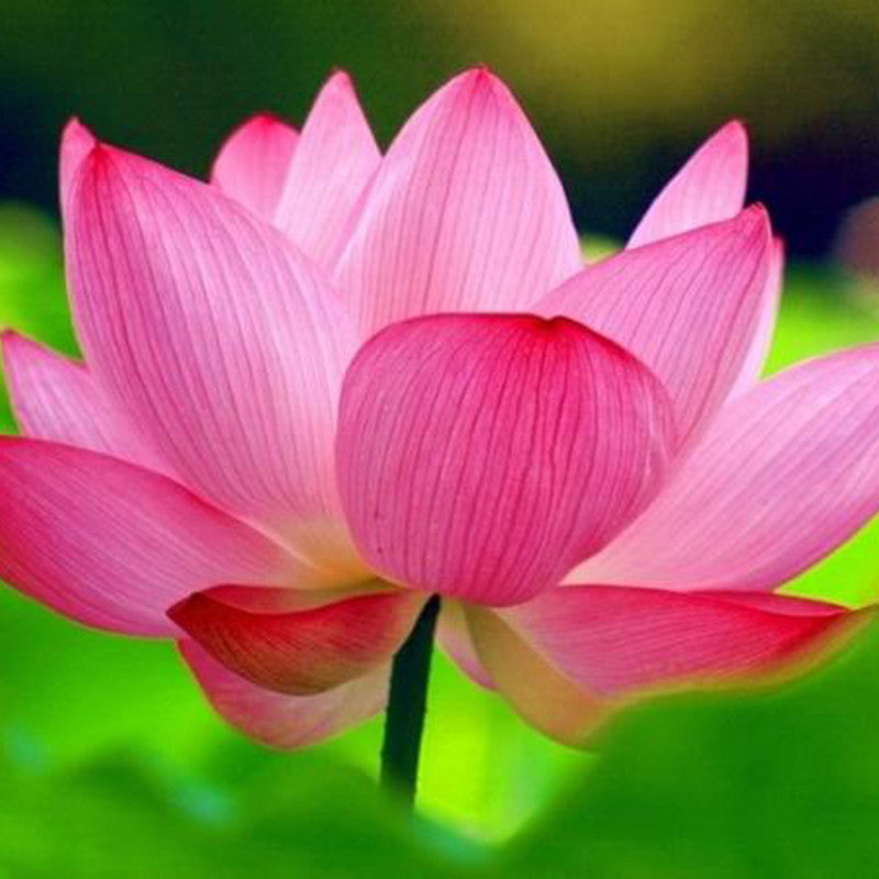 Pink Lotus - Aquatic Plants|"Pink Beauty: Exquisite Pink Lotus for Your Aquatic Oasis" - Premium Aquatic Plants from Plantparadise - Just $1001! Shop now at Plantparadise