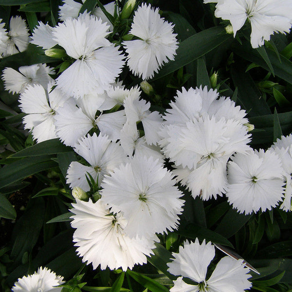 Dianthus White - SEASONALS - Premium SEASONALS from Plantparadise - Just $391.00! Shop now at Plantparadise