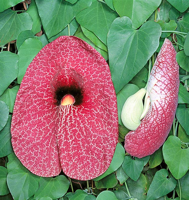 Aristolochia/Dutchman's Creeper - Exotic Creeper - Premium Creepers & Climbers from Plantparadise - Just $680.00! Shop now at Plantparadise