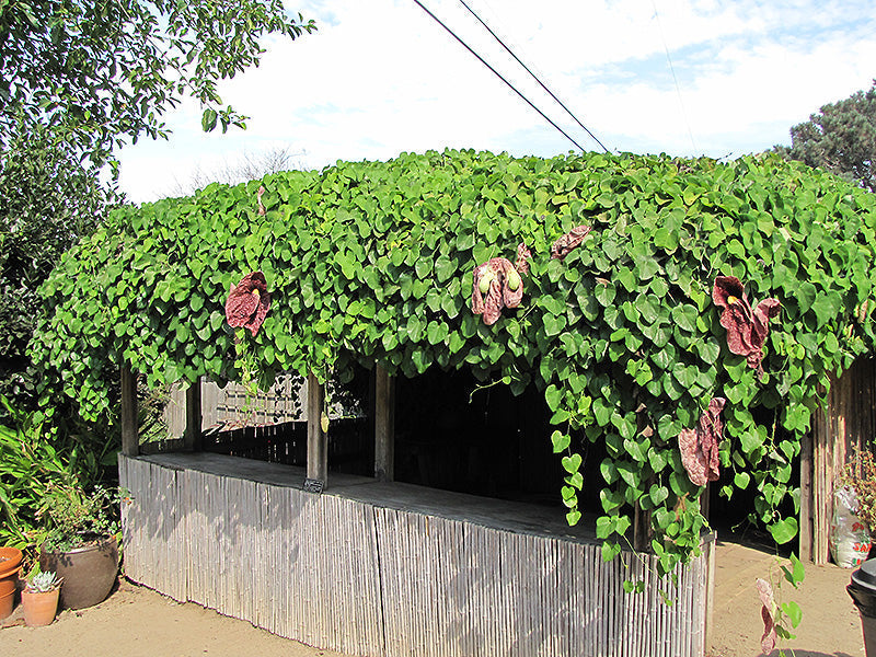 Aristolochia/Dutchman's Creeper - Exotic Creeper - Premium Creepers & Climbers from Plantparadise - Just $680.00! Shop now at Plantparadise