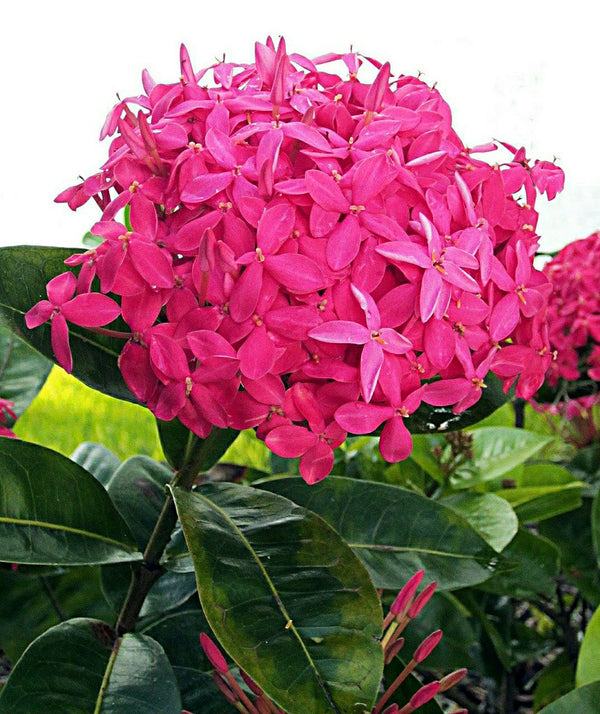 Ixora Desi Pink - Flowering Shrub - Premium Flowering Shrubs from Plantparadise - Just $340.0! Shop now at Plantparadise