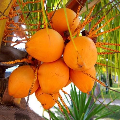 Coconut Ceylon Orange - Fruit Plants - Premium Fruit Plants & Tree from Plantparadise - Just $800.0! Shop now at Plantparadise