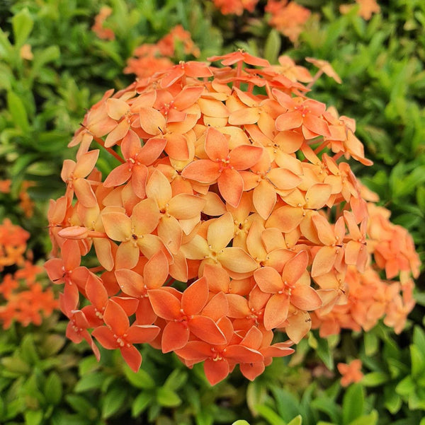 Ixora Mini Dwarf Orange - Flowering Plant - Premium Flowering Plants from Plantparadise - Just $340.0! Shop now at Plantparadise