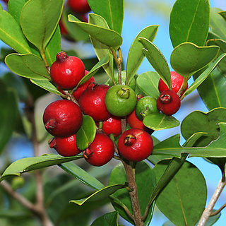 Strawberry Guava - Fruit Plant - Premium Fruit Plants & Tree from Plantparadise - Just $640.00! Shop now at Plantparadise