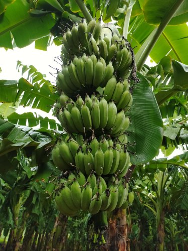 Banana Amruthapani - Fruit Plants & Tree - Premium Fruit Plants & Tree from Plantparadise - Just $390.00! Shop now at Plantparadise