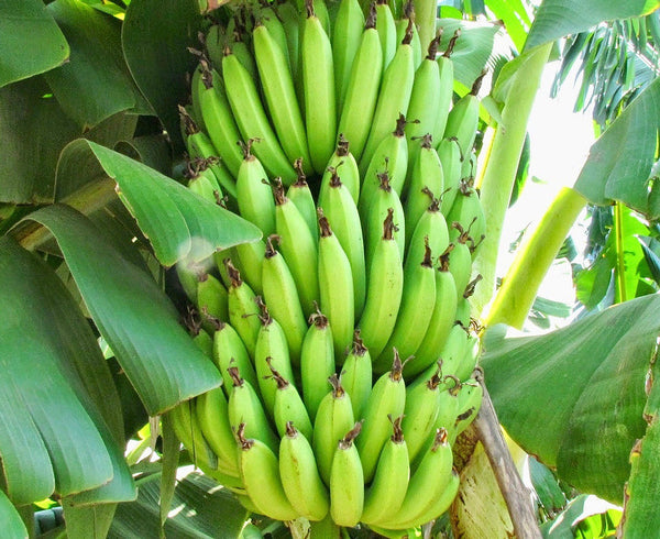 Curry Banana (Musa sapientum) - Indian Fruit Plants - Premium Fruit Plants & Tree from Plantparadise - Just $560.0! Shop now at Plantparadise