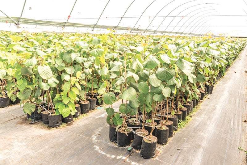 Kiwi Fruit (Grafted)  - Hayward Variety - Premium Fruit Plants & Tree from exoticflora - Just $720.00! Shop now at Plantparadise