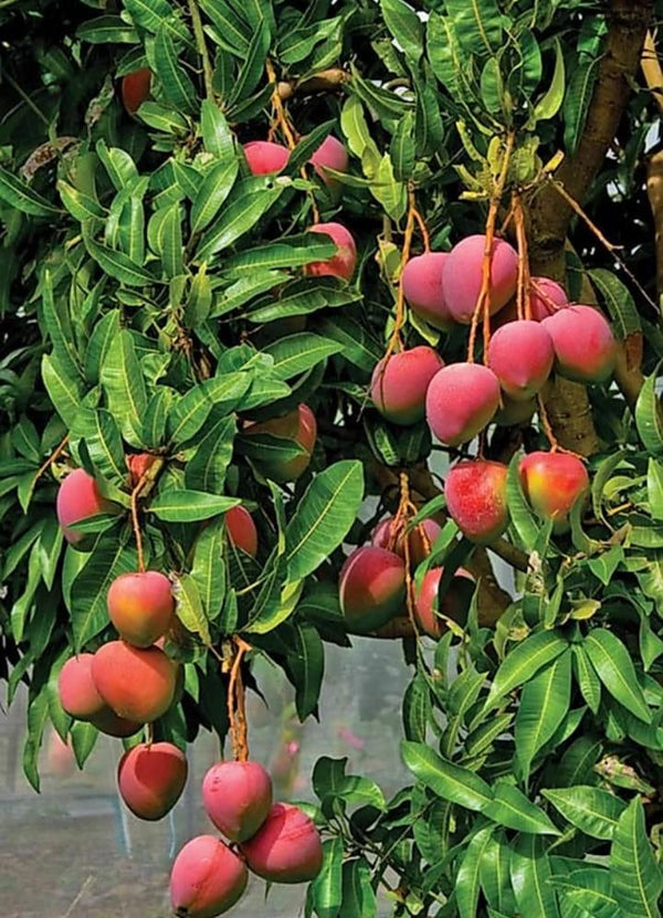 Mango Palmer(Grafted) - Exotic Fruit Plants - Premium Fruit Plants & Tree from Plantparadise - Just $450.00! Shop now at Plantparadise