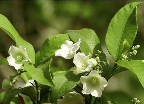 Vallaris Solanacea - Creepers & Climber - Premium Creepers & Climbers from Plantparadise - Just $685.00! Shop now at Plantparadise