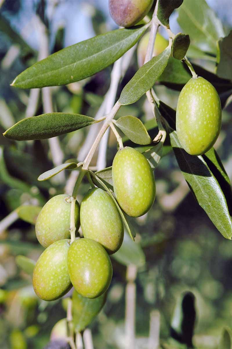 Olive Fruit Plant - Exotic Fruit Plant - Premium Fruit Plants & Tree from Exotic Flora - Just $905! Shop now at Plantparadise