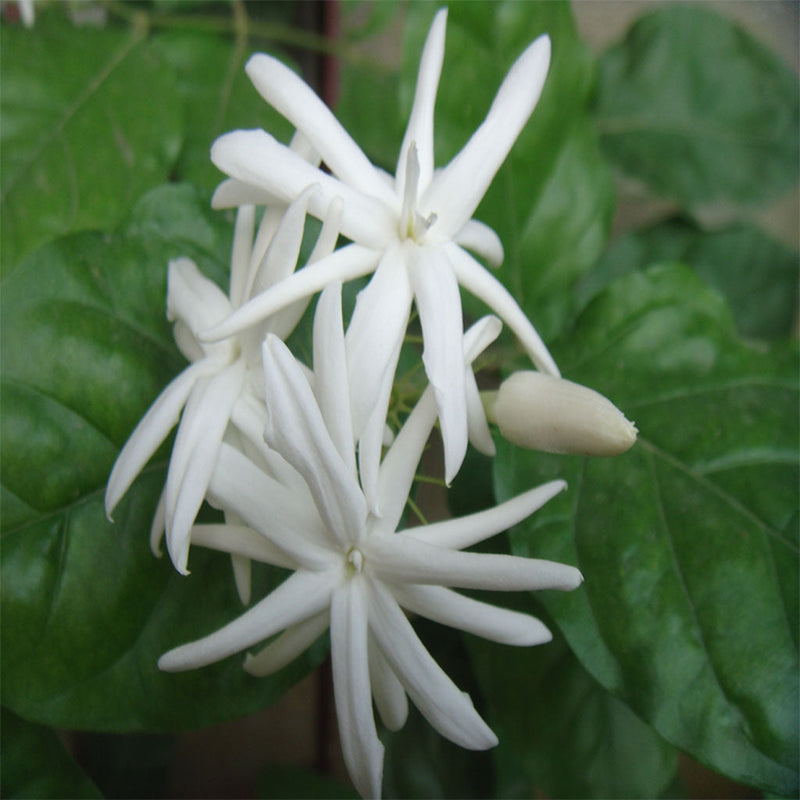 Jasmine Sambac 'Belle of India' - Premium Plants from Plantparadise - Just $400.00! Shop now at Plantparadise
