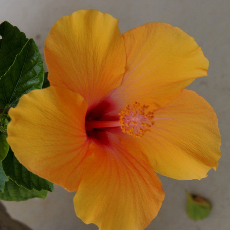 Hibiscus Yellow Hybrid Double Color - Flowering Plants - Premium Flowering Plants from Plantparadise - Just $299.00! Shop now at Plantparadise