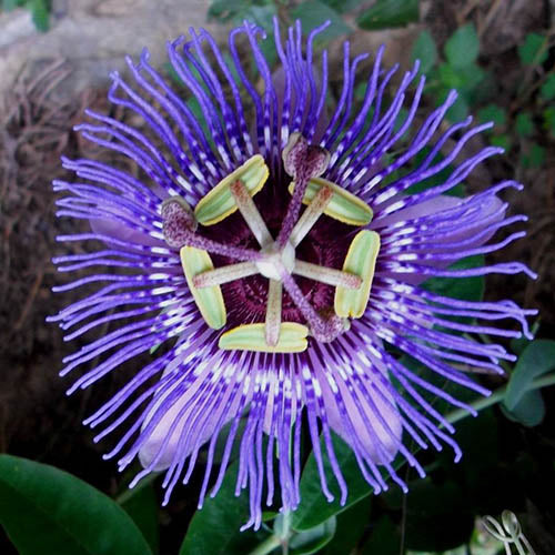 Passion Flower Purple - Creepers & Climbers - Premium Creepers & Climbers from Plantparadise - Just $650.00! Shop now at Plantparadise