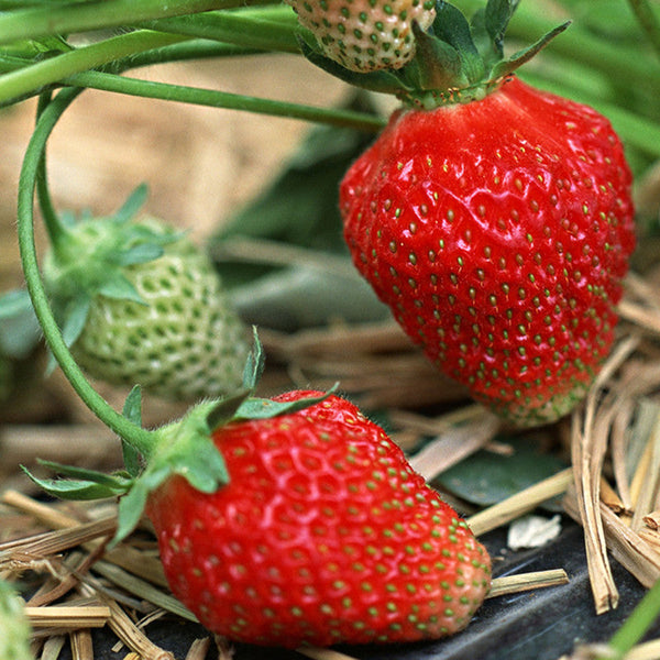 Strawberry  - Fruit Plants & Tree - Premium Fruit Plants & Tree from Plantparadise - Just $540.0! Shop now at Plantparadise