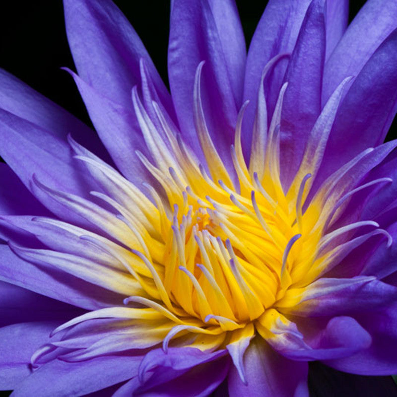 Water Lily  Purple - Aquatic Plants - Premium Aquatic Plants from Plantparadise - Just $700.00! Shop now at Plantparadise