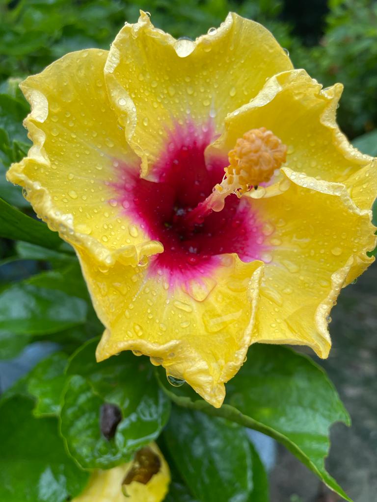 Hibiscus Plant - Premium Flowering Plants from Plantparadise - Just $299.0! Shop now at Plantparadise