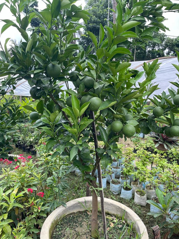 Hybrid Grafted Sweet Orange Plant (Big) - Premium Fruit Plants from Plantparadise - Just $799! Shop now at Plantparadise