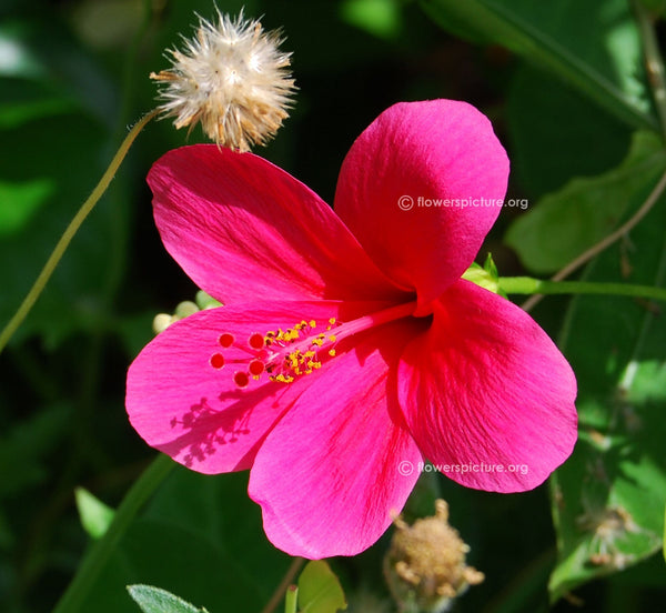 Hibiscus Dark Pink (Viceroy) - Flowering Plants - Premium Flowering Plants from Plantparadise - Just $325.00! Shop now at Plantparadise