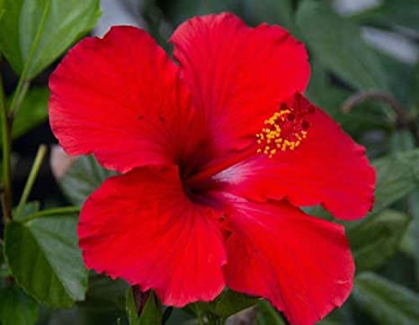 Hibiscus Red Hybrid - Flowering Plants - Premium Flowering Plants from Plantparadise - Just $299.00! Shop now at Plantparadise