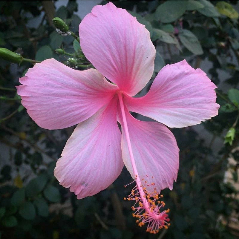 Hibiscus Light Pink Desi - Flowering Plants - Premium Flowering Plants from Plantparadise - Just $325.00! Shop now at Plantparadise