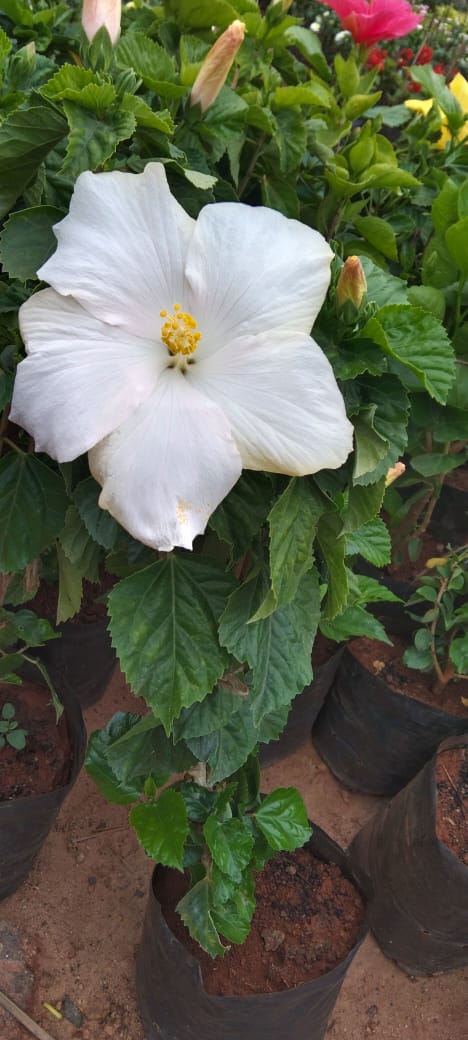 Hibiscus White Hybrid - Flowering Plants - Premium Flowering Plants from Plantparadise - Just $299.00! Shop now at Plantparadise