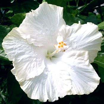 Hibiscus White Hybrid - Flowering Plants - Premium Flowering Plants from Plantparadise - Just $299.00! Shop now at Plantparadise