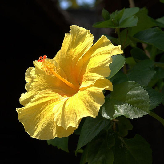 Hibiscus Yellow Hybrid Single Color - Flowering Plants - Premium Flowering Plants from Plantparadise - Just $299.00! Shop now at Plantparadise