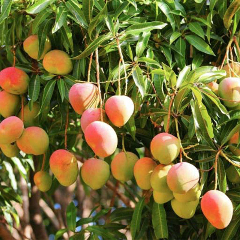 Mango Suvarnarekha(Grafted) - Fruit Plants & Tree - Premium Fruit Plants & Tree from Plantparadise - Just $400.0! Shop now at Plantparadise