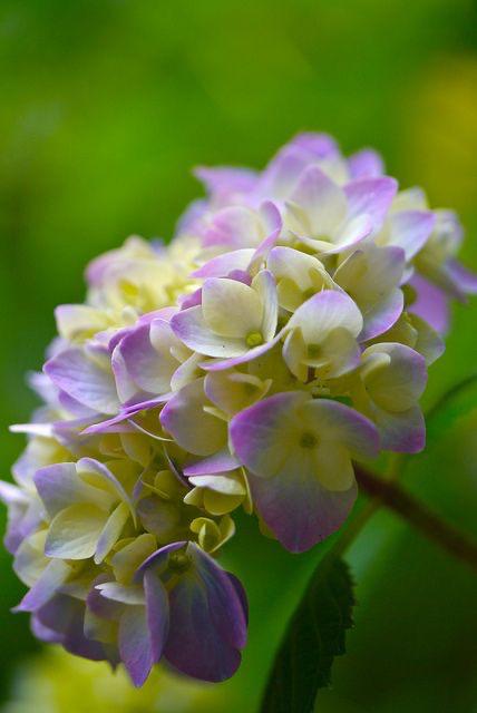 Hybrid Hydrangea Plant - Premium Flowering Plants from Plantparadise - Just $460.0! Shop now at Plantparadise